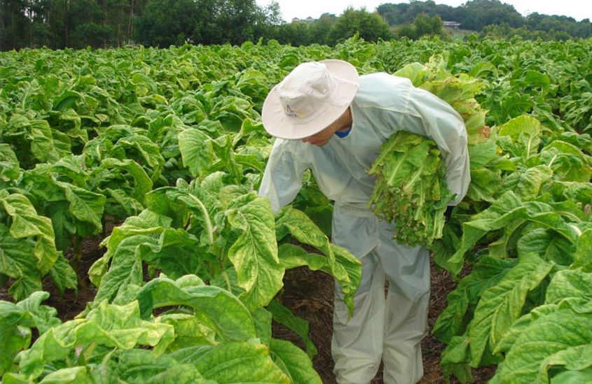 Harvesting Clothing - PPE.png